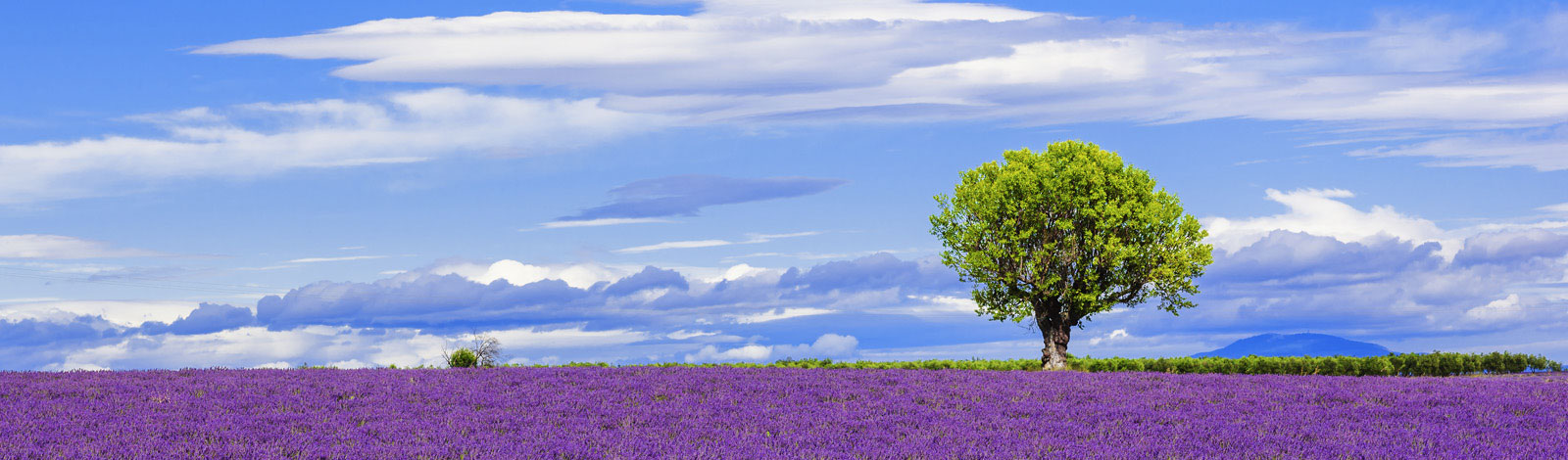 lavender-fields